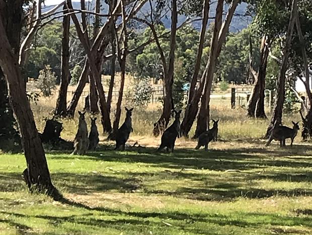 Photo 13 for Manna Gums Tiny