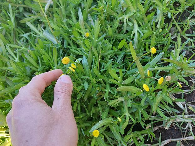 Photo 16 for Tiny Lemon Farm