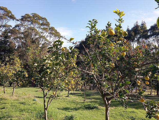 Photo 19 for Tiny Lemon Farm