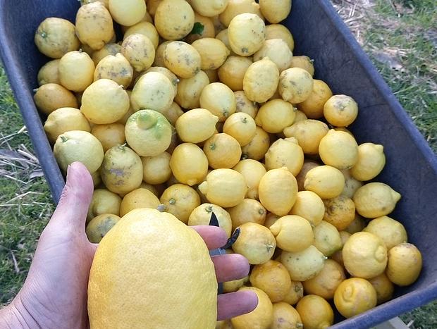Photo 20 for Tiny Lemon Farm