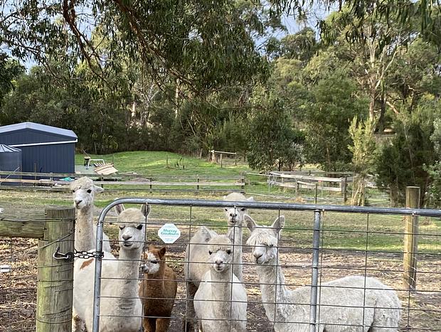 Photo 12 for "Serenity now" farm stay