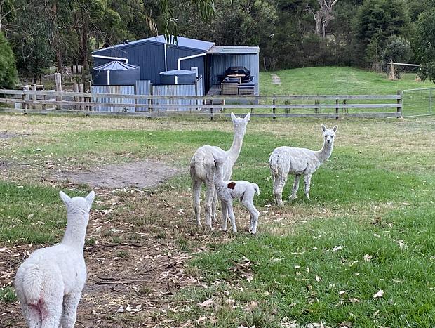 Photo 30 for "Serenity now" farm stay