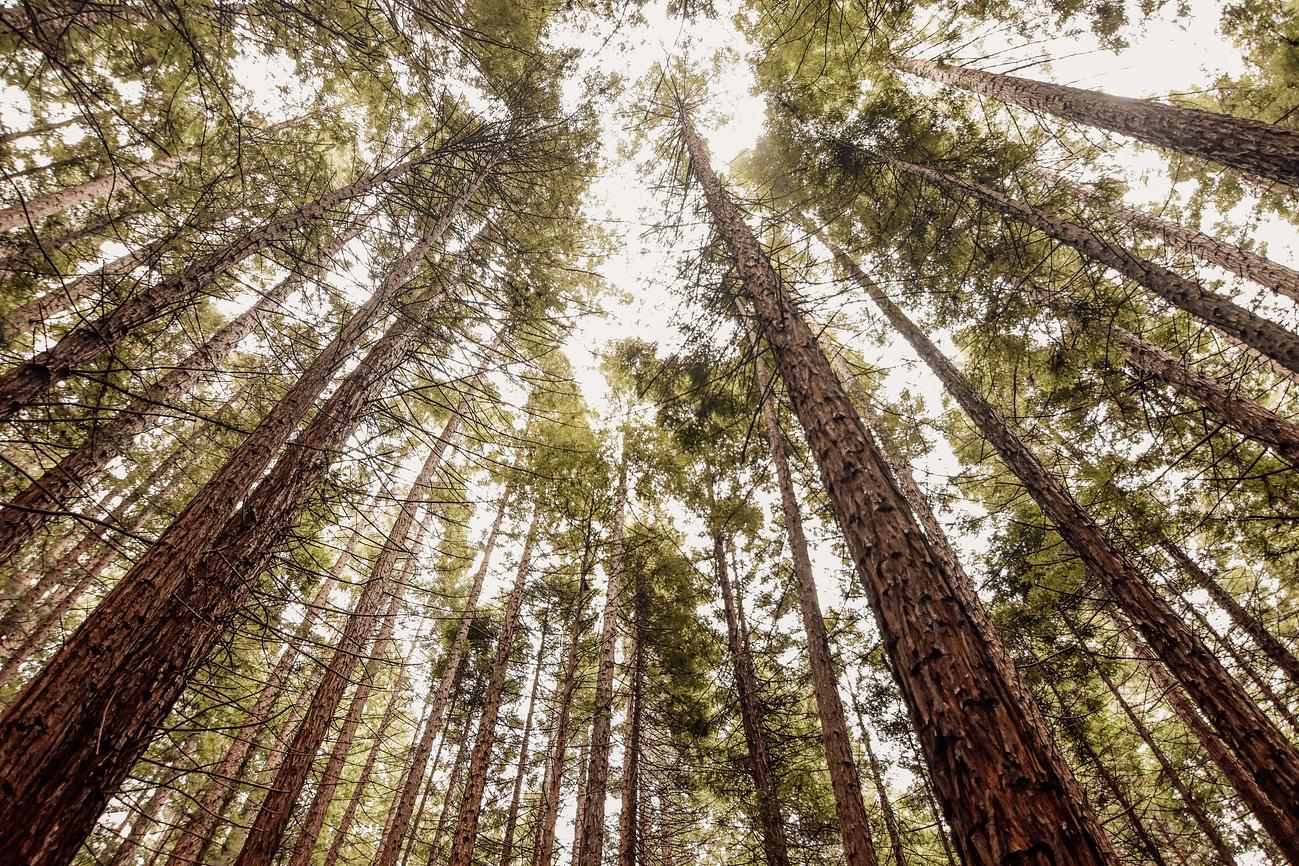 Redwood Forest Riparide Redwood Forest Riparide