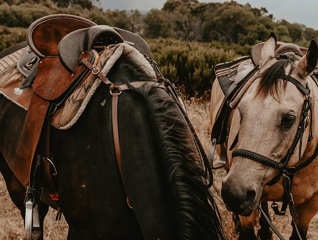 Photo 25 for High Country, Huts & Horses