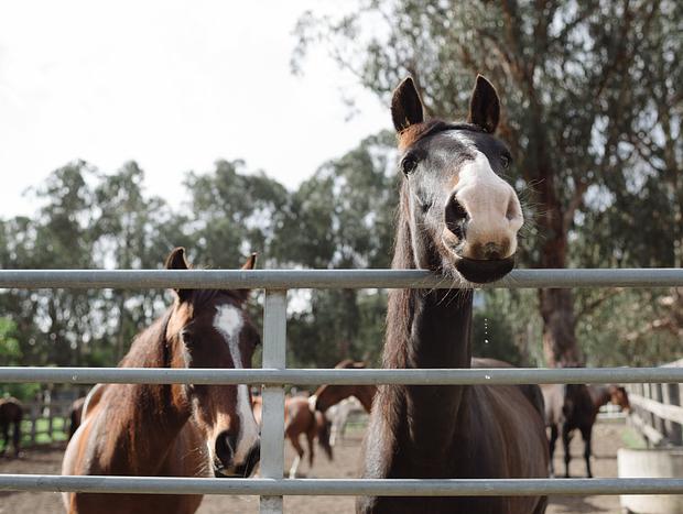 Photo 14 for Group Accommodation on Beautiful horse farm