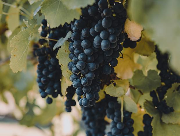 Photo 28 for Soulfulness in the Vines