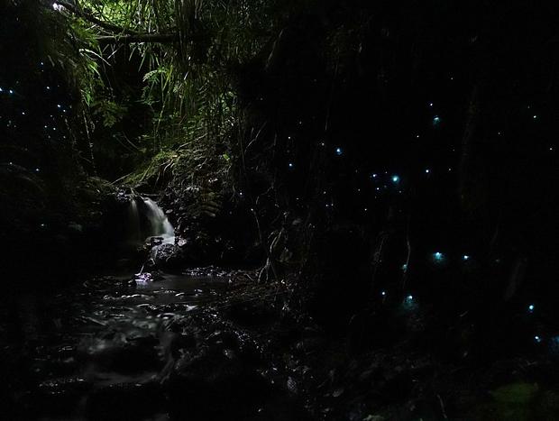 Photo 10 for Mount Tutu Eco-Sanctuary