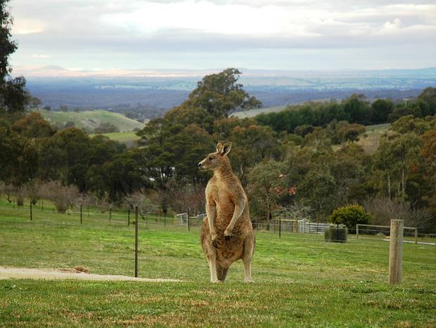 Photo 22 for Millduck Strawbale B&B ... Hideaway in the Hills with Alpacas