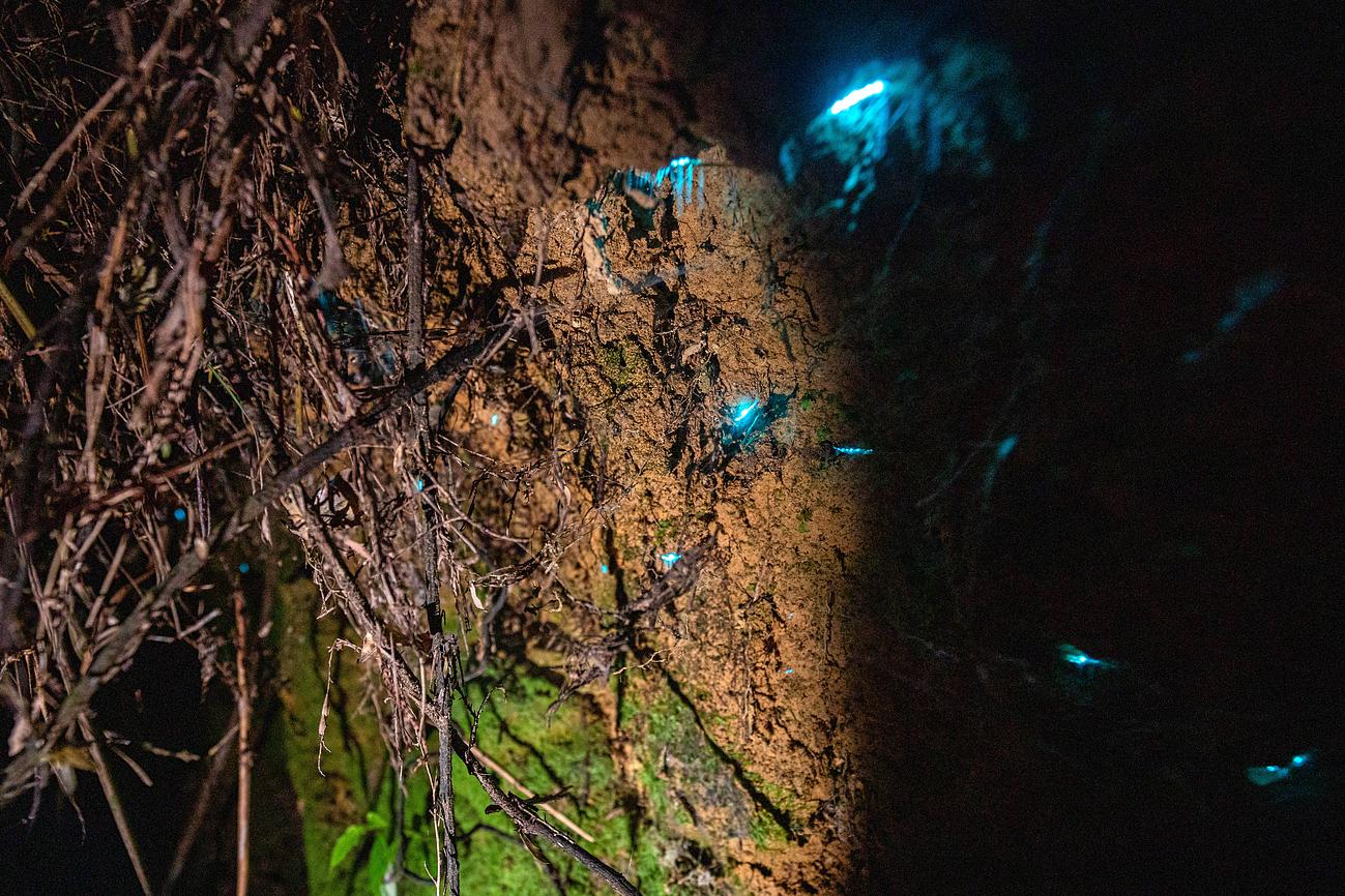 Glow worms on the farm Riparide