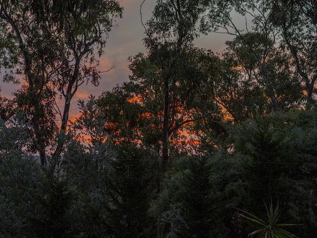 Photo 22 for Among the Gum Trees