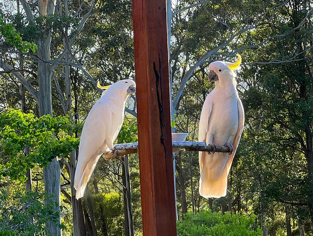 Photo 24 for The Bower @ Wildside Sanctuary