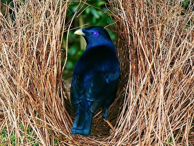 Photo 22 for The Bower @ Wildside Sanctuary