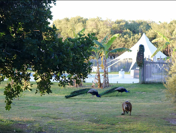 Photo 14 for Beachfront Bungalow - Sugar Beach Ranch