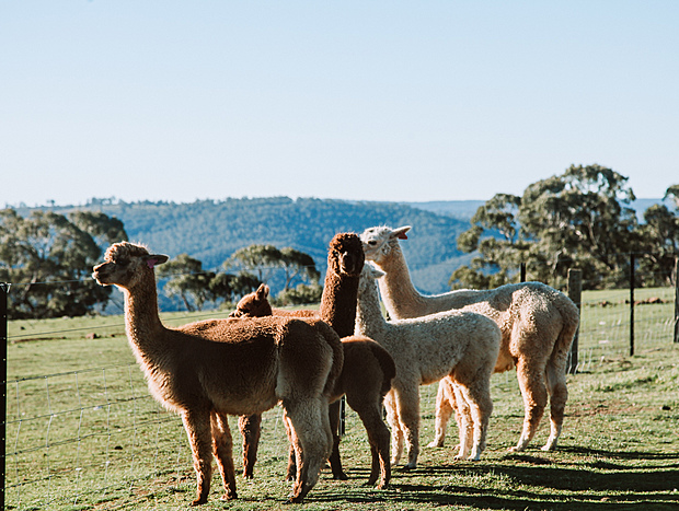 Photo 1 for Llamaa's