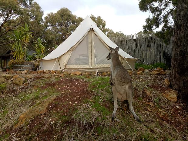 Photo 7 for Macedon Ranges Glamping with kangaroos