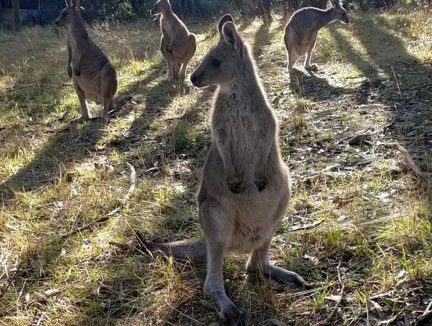 Photo 8 for Macedon Ranges Glamping with kangaroos