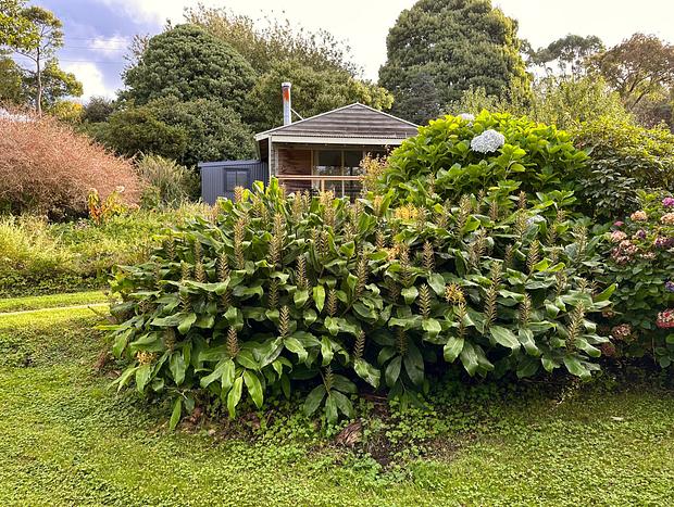 Photo 8 for Chic open plan 'Studio' with Otway and garden views