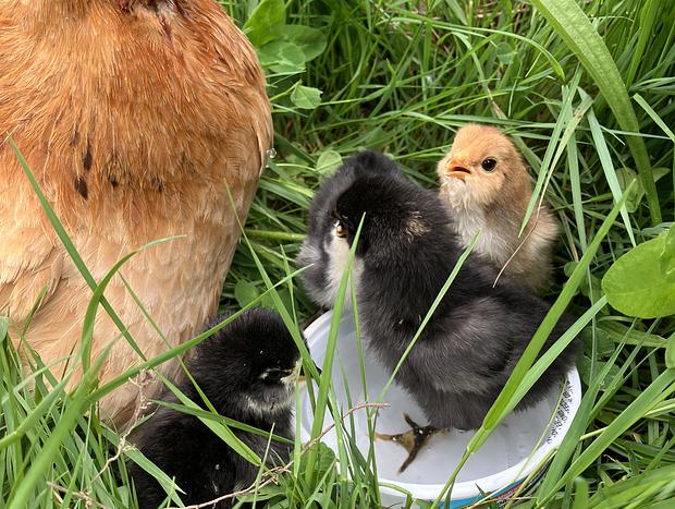 Photo 9 for Forest Camping with Farm Animals
