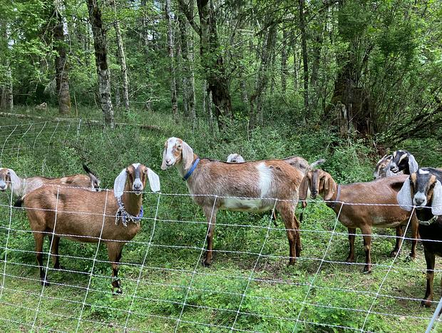 Photo 4 for Forest Camping with Farm Animals