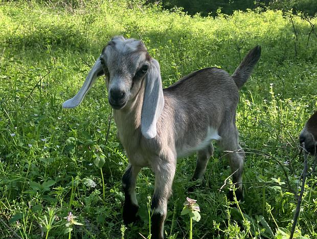 Photo 5 for Forest Camping with Farm Animals
