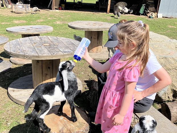 Photo 11 for Forest Camping with Farm Animals