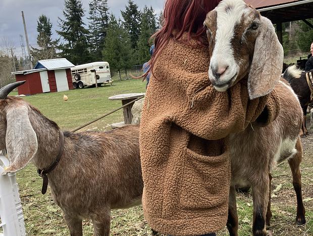 Photo 12 for Forest Camping with Farm Animals