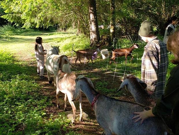 Photo 13 for Forest Camping with Farm Animals