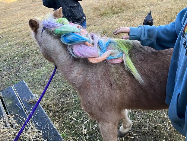 Photo 16 for Forest Camping with Farm Animals