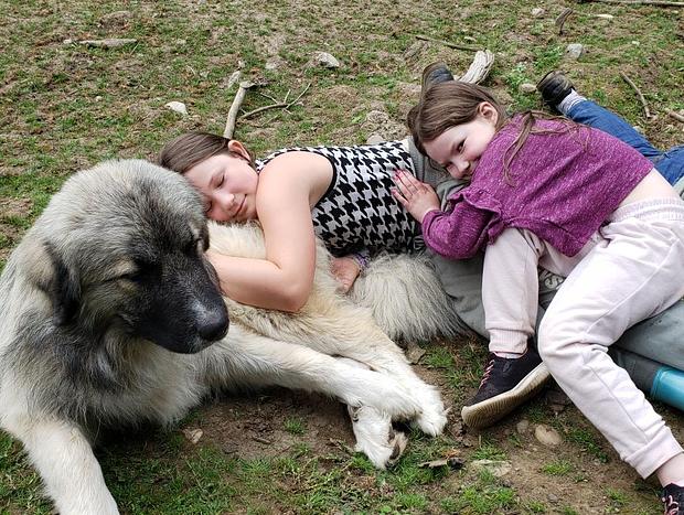 Photo 18 for Forest Camping with Farm Animals