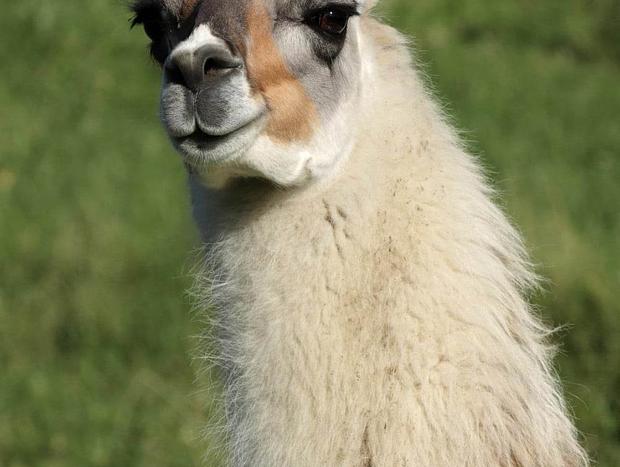 Photo 12 for Cosy Cabin at Wainui Llamas - 10min drive to Ohope Beach