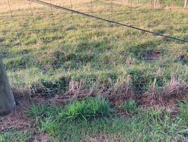 Photo 64 for Citrus Grove: private/architectural/dog-friendly/views/acreage