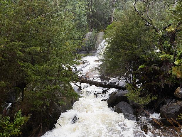 Photo 4 for Mushroom hunting in the rain