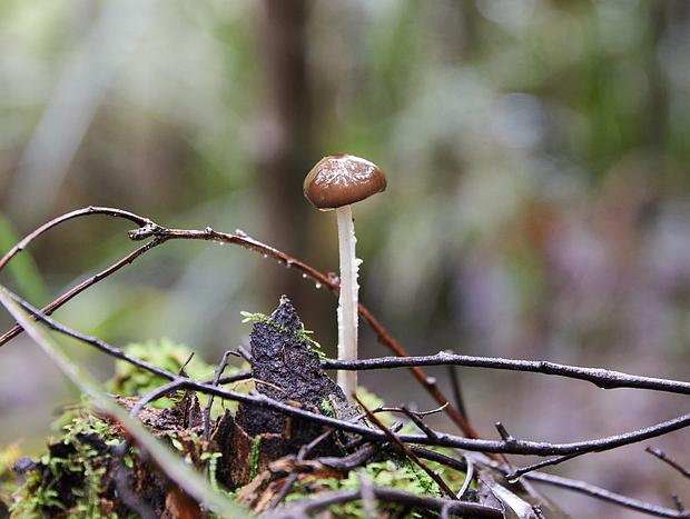 Photo 3 for Mushroom hunting in the rain