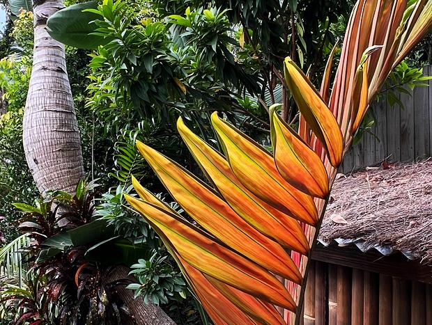 Photo 26 for Beach Jungle: Pool, Hot Tub & Fire Pit in Beachside Hideaway