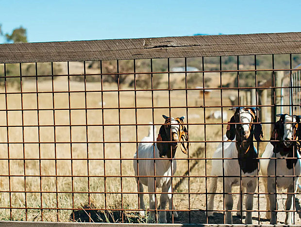 Boer Goat Playtime and Kidding Season