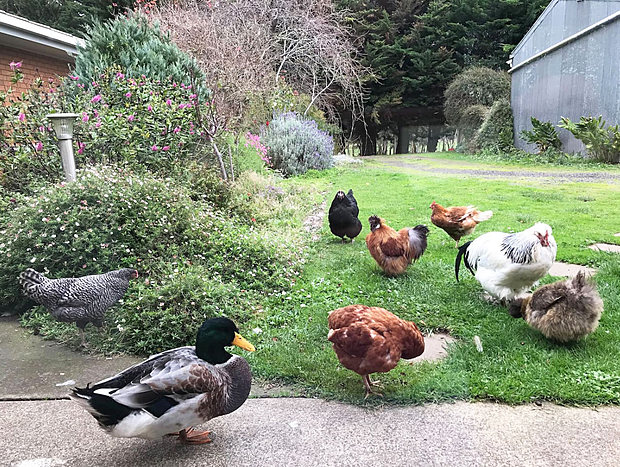 Photo 4 for Langleys Hobby Farm (Free Breakfast) Port Campbell