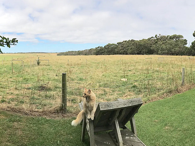 Photo 14 for Langleys Hobby Farm (Free Breakfast) Port Campbell