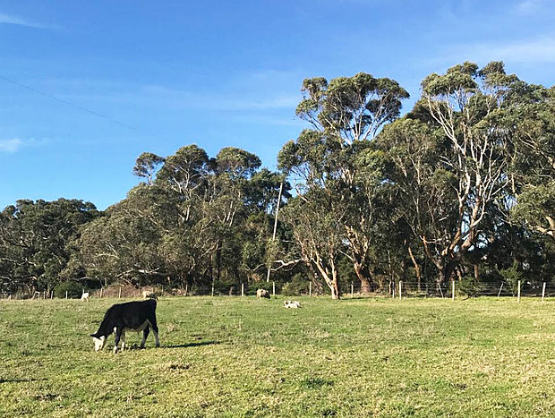 Photo 15 for Langleys Hobby Farm (Free Breakfast) Port Campbell