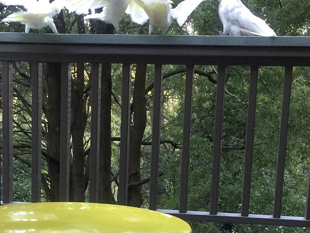 Photo 26 for Sassafras - Treehouse in the Dandenong Ranges