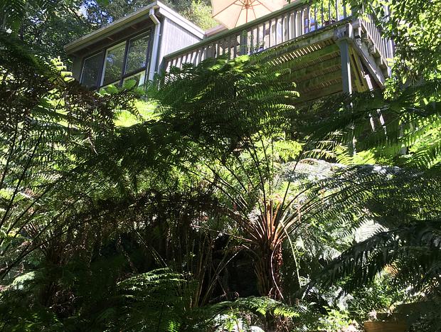Photo 27 for Sassafras - Treehouse in the Dandenong Ranges