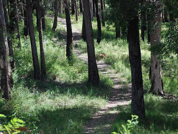 Photo 18 for The Bower @ Wildside Sanctuary