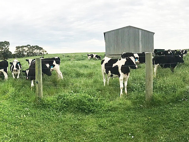 Friendly Farm Animals