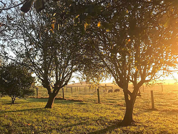 Sunrise on the Farm