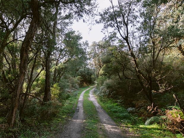 Photo 2 for Native Forest