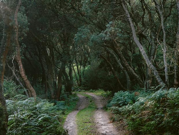 Photo 4 for Native Forest