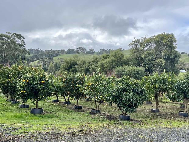 Photo 29 for Citrus Grove: private/architectural/dog-friendly/views/acreage