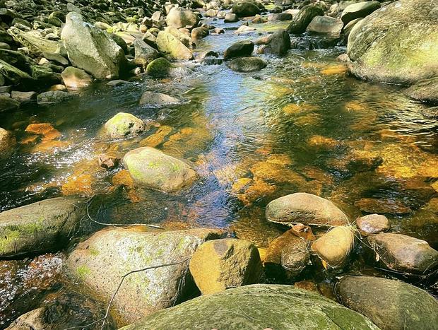 Photo 11 for PencilWood farm a rainforest sanctuary