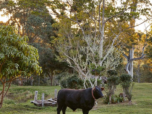 Photo 5 for The majestic animals of Nightcap