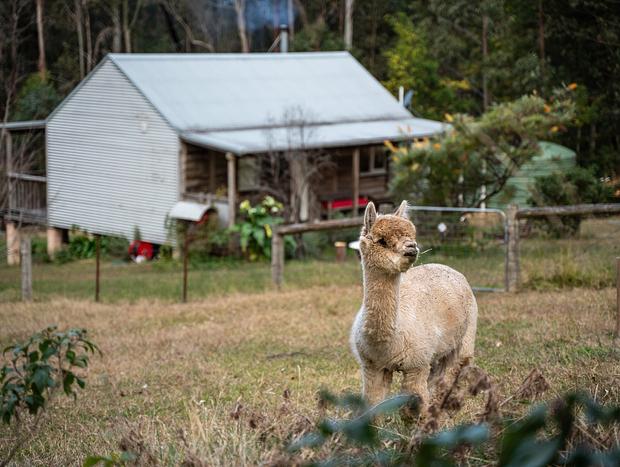 Photo 23 for Spacious Luxury Log Cabin Near Beach - dog-friendly & private at Bawley Ridge Farm