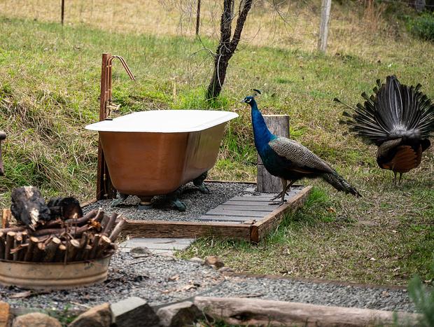 Photo 24 for Spacious Luxury Log Cabin Near Beach - dog-friendly & private at Bawley Ridge Farm
